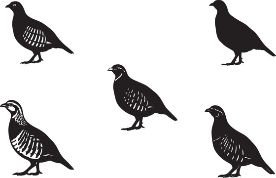 Chukar partridge silhouette on white background.