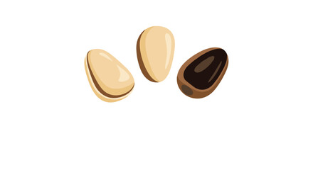 Fototapeta premium Detailed drawing of three pine nuts showing one whole with shell and two peeled pieces on white background.