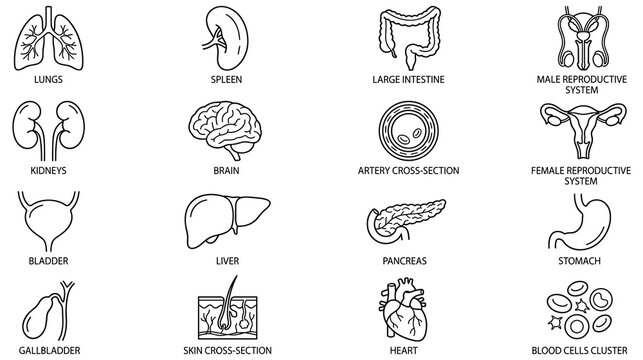 Human organs icons set lungs spleen large intestine male female reproductive.