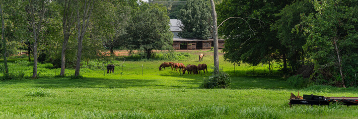 Panoramic countryside view of a rustic barn with horses grazing peacefully on lush green grass © Her Endless Journey 