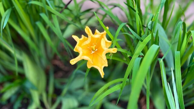 Beautiful yellow daylily flower blooming among green leaves in garden, close up with soft natural background. Bright summer blossom with delicate petals and selective focus in outdoor nature setting.