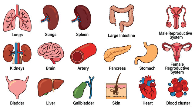 Human organs and body systems isolated on white background.