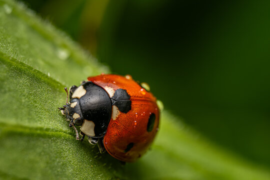 Red ladybug with black spots and cream pronotum macro close-up on green leaf with water drops, soft bokeh background, wildlife and entomology photography.