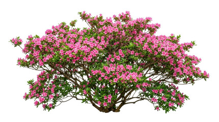 Obraz premium Blooming pink azalea bush on a transparent background PNG file