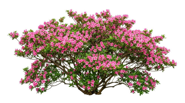 Blooming pink azalea bush on a transparent background PNG file