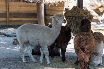Fototapeta premium A Charming Group of Alpacas Enjoying Hay from a Feeder in a Serene Pastoral Setting