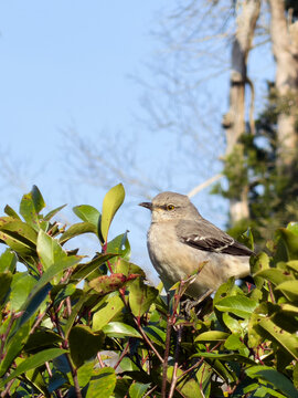 Northern Mockingbird in a tree