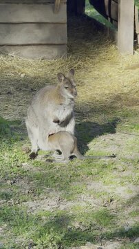 Cute baby joey looking into mother's pouch while female wallaby feeding her cub outdoors