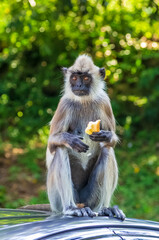 Fototapeta premium Gray Langur Monkey Sitting on Car Roof Eating Food While Looking at Camera Against Green Bokeh Background