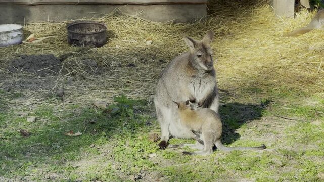 Cute baby joey looking into mother's pouch while female wallaby feeding her cub outdoors