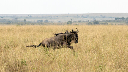 Fototapeta premium Lone Wildebeest running during great migration from Tanzania to Kenya in east Africa