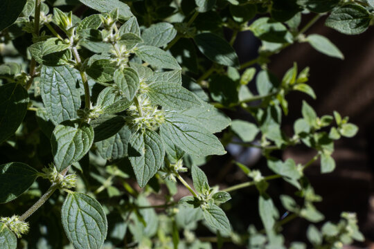 Minthostachys mollis, conocida com&uacute;nmente como mu&ntilde;a, planta medicinal andina