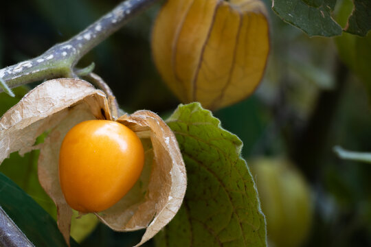 Aguaymanto maduro, (Physalis peruviana L.) fruto de una planta herb&aacute;cea con origen en los Andes peruanos