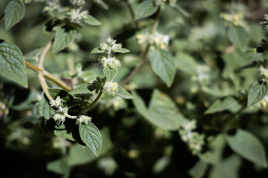 Minthostachys mollis, conocida com&uacute;nmente como mu&ntilde;a, planta medicinal andina