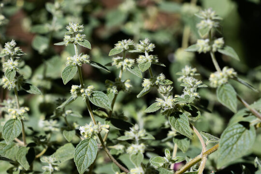 Minthostachys mollis, conocida com&uacute;nmente como mu&ntilde;a, planta medicinal andina
