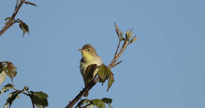 Melodious warbler (Hippolais polyglotta) performing its spring song on a blackberry branch facing left.