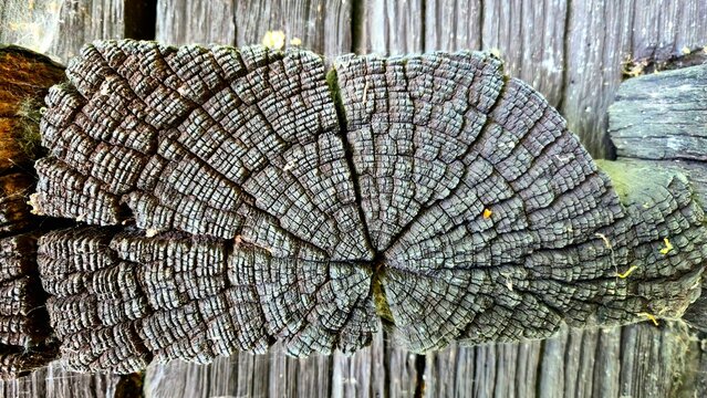 Extreme close-up of weathered old wood texture with rings and cracks, organic natural background of aged timber cross section.