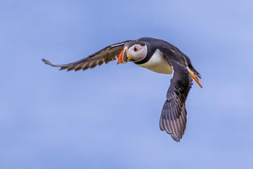 Atlantic Puffin flying on blue sky © creativenature.nl