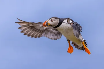 Atlantic Puffin flying on blue sky © creativenature.nl