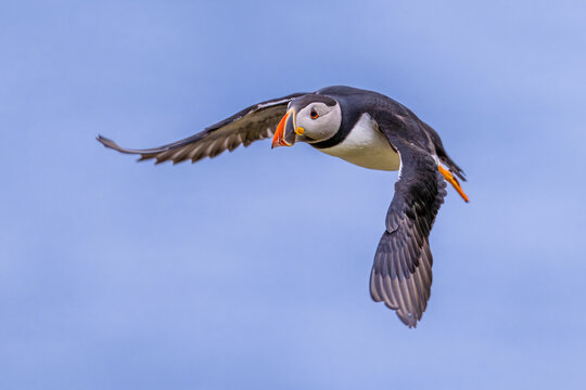 Atlantic Puffin flying on blue sky