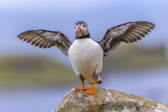 Atlantic Puffin spread wings on ocean background