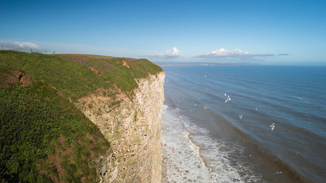 Seabird Haven on the Cliffs of Bempton, Landscape shots RSPB Bempton, North Yorkshire, May 2026