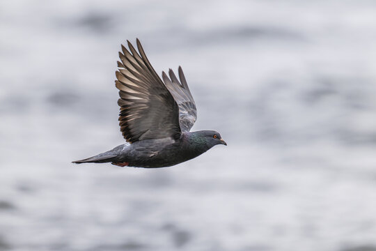 Rock Dove flying on light background