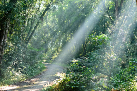 Raios de sol atravessando a floresta
