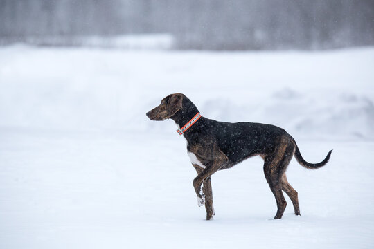 Female plott hound standing in the snow