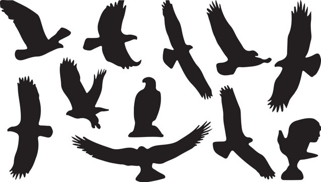 Black silhouettes of eagles flying and standing