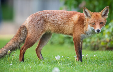 Fototapeta premium red fox portrait