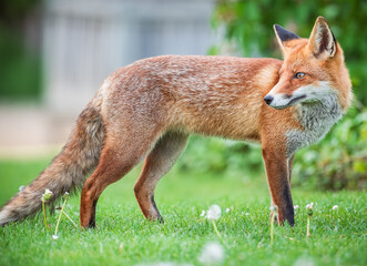 Fototapeta premium red fox portrait