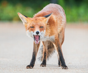 Fototapeta premium red fox portrait