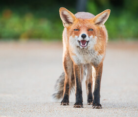 Fototapeta premium red fox portrait