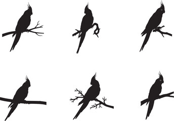 Obraz premium Cockatiel parrot on white background.