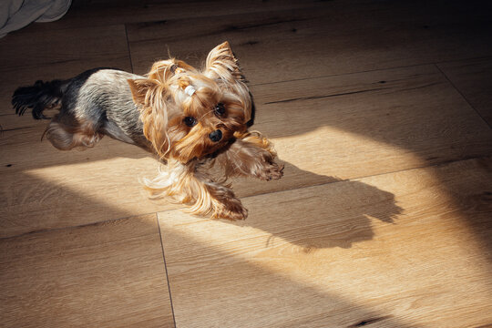 A small, beautiful dog is lying on the floor in a patch of sunlight and looks very happy