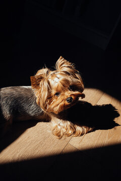 A small, beautiful dog is lying on the floor in a patch of sunlight and looks very happy