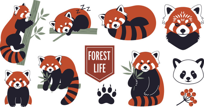 Vector set of cute red panda illustrations in various poses, expressions, and elements including bamboo, paw prints, berries, and forest life emblem