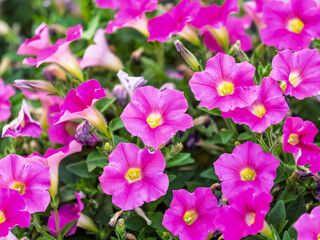 Beautiful Petunia Surfinia Pink Vein, purple and violet surfinia flowers or petunia in the garden.