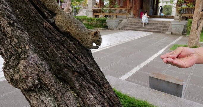 Curious well-fed squirrel on inclined tree trunk cautiously approaches and takes nut from person's outstretched hand. Close up video captures warm wildlife interaction in traditional Chinese temple