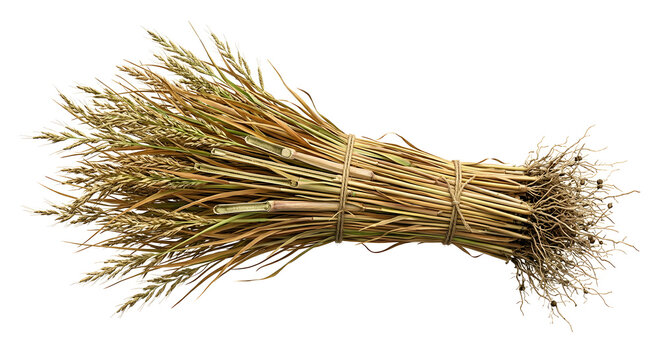 Scientific 3D Render of a Switchgrass Bundle Bioenergy Crop Isolated on White Background