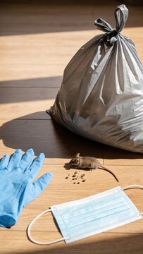 Composition illustrating hantavirus risk, featuring gloves, mask, trash bag, and mouse droppings, emphasizing home safety and rodent contamination.