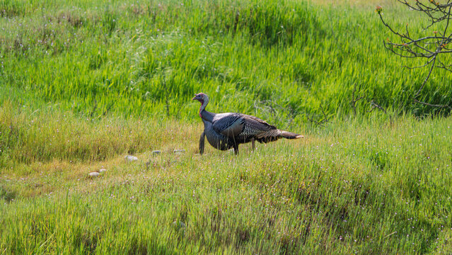 Wild Turkey in a Green California Field