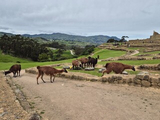 Fototapeta premium Several llamas crossing dirt path at ancient ruin
