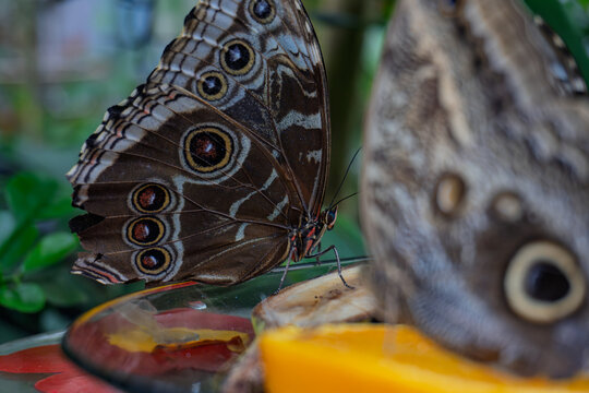Blue Morpho Butterflies Feeding on Fruit