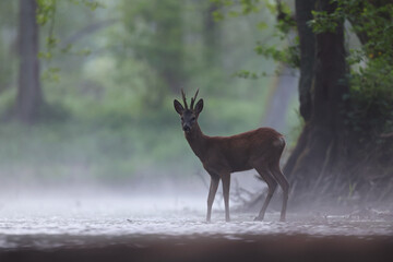 Sarna europejska (Capreolus capreolus) roe deer © Bartosz Rakoczy