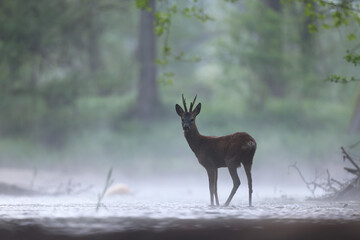 Sarna europejska (Capreolus capreolus) roe deer © Bartosz Rakoczy