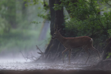 Sarna europejska (Capreolus capreolus) roe deer © Bartosz Rakoczy