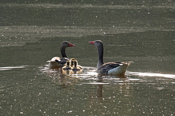 Gęgawa, gęś gęgawa, (Anser anser) greylag goose © Bartosz Rakoczy
