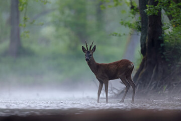 Sarna europejska (Capreolus capreolus) roe deer © Bartosz Rakoczy